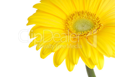 Gerbera