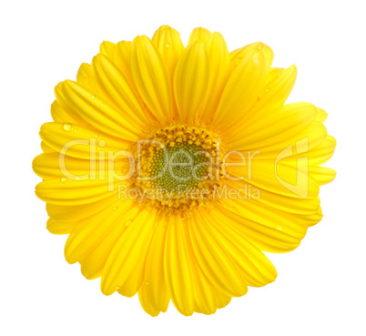 Gerbera