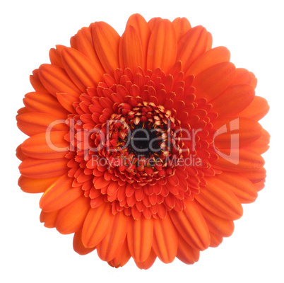 Gerbera