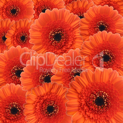 Gerbera