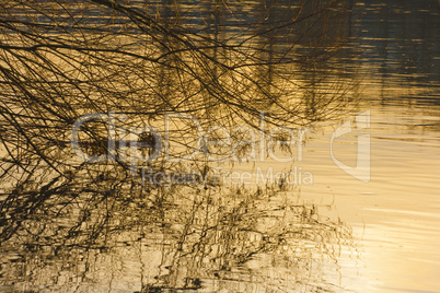 Äste berühren Wasser im Sonnenuntergang