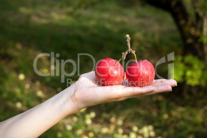 Apples on the hand