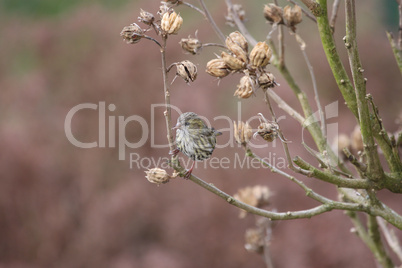 Zeisig,Carduelis