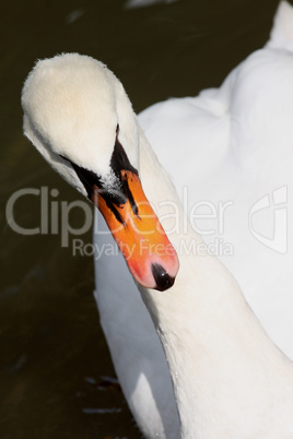 Höckerschwan,Cygnus olor