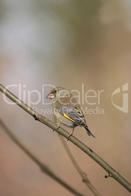 Grünfink, Carduelis chloris