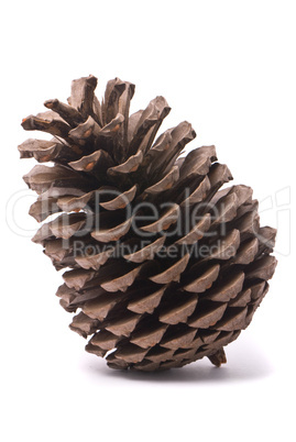 Front view of a pine cone isolated on studio white background