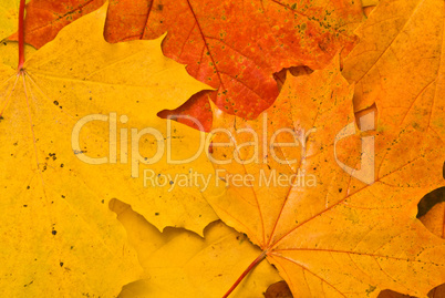 Maple leaves background