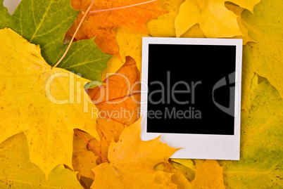 Blank card with soft shadow on the maple leaves background