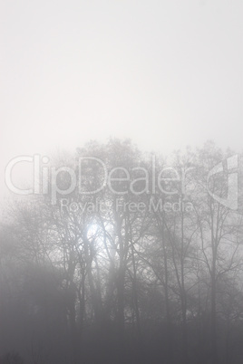 Nebel im Wald