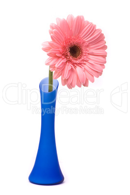 Pink gerbera flower in blue vase on white background