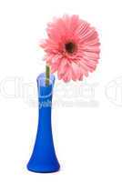 Pink gerbera flower in blue vase on white background