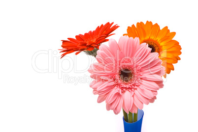 Beautiful gerber flowers in blue vase on white background