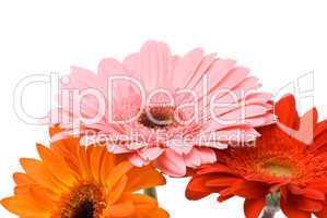 Beautiful gerber flowers on white background