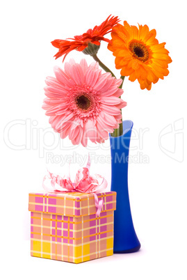 Beautiful gerber flowers in blue vase on white background