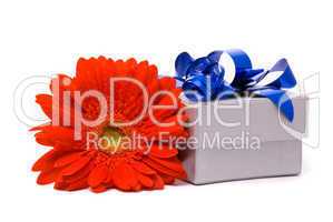 Red gerber flower and gift box on white background