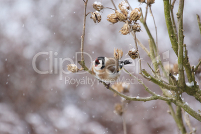 Distelfink,Carduelis carduelis