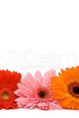 Beautiful gerber flowers on white background