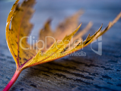 Ahornblatt, maple leaf