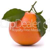 Fresh grapefruit isolated on a studio white background.