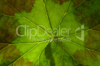 Zonal leaf pattern of geranium