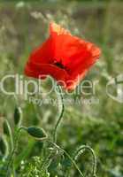 Poppy in the field