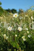 Oxeye Daisy in meadow