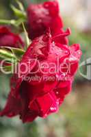 Rote Rosen mit Wassertropfen