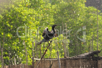 Schwarzer Vogel