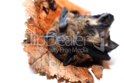 Zwergfledermaus,Pipistrellus pipistrellus