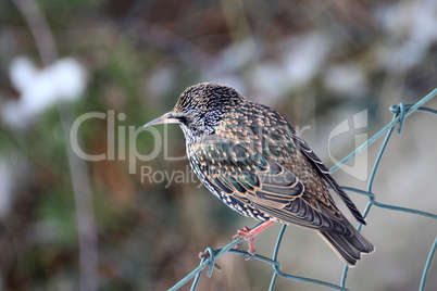 Star, Sturnus vulgaris