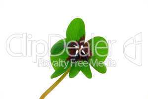 Glücksklee - four leafed clover 23
