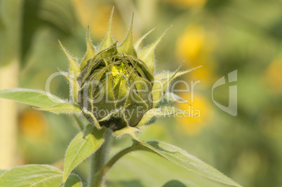 Closed Sunflower - Helianthus annuus