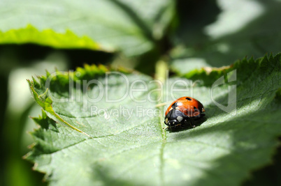 Ladybug - Coccinellidae