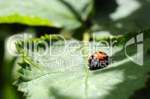 Ladybug - Coccinellidae
