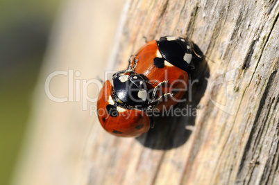 Ladybirds - Coccinellidae - Pair
