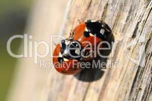 Ladybirds - Coccinellidae - Pair