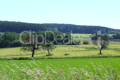 grünes Land grünes Land
