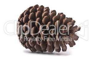 Front view of a pine cone isolated on studio white background