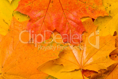 Maple leaves background