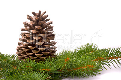 Branch with cone isolated on a white background