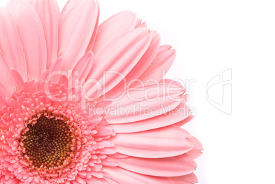 Pink gerbera flower on white background