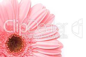 Pink gerbera flower on white background