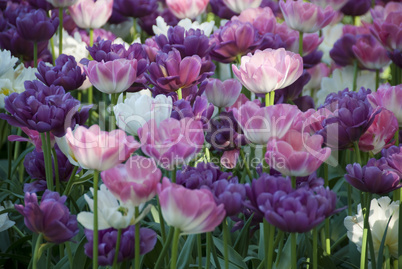 Flowers in a Oslo Meadow, Norway, May 2009