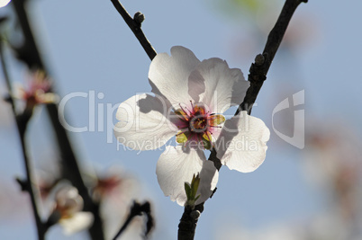 Blüte der Zierkirsche