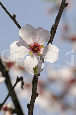 Blüte der Zierkirsche