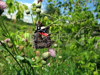 Admiral butterfly on flower