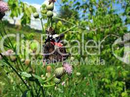 Admiral butterfly on flower