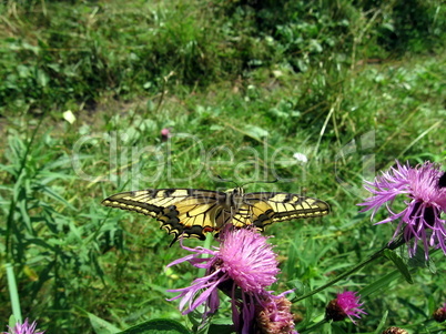 Butterfly swallowtail