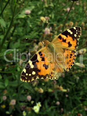 Orange butterfly