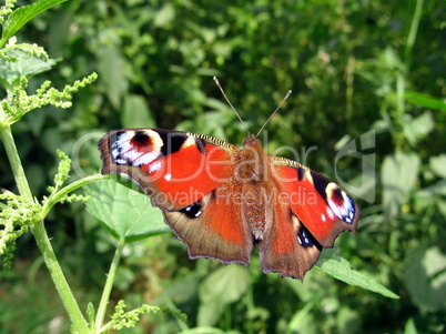 Beautiful peacock butterfly